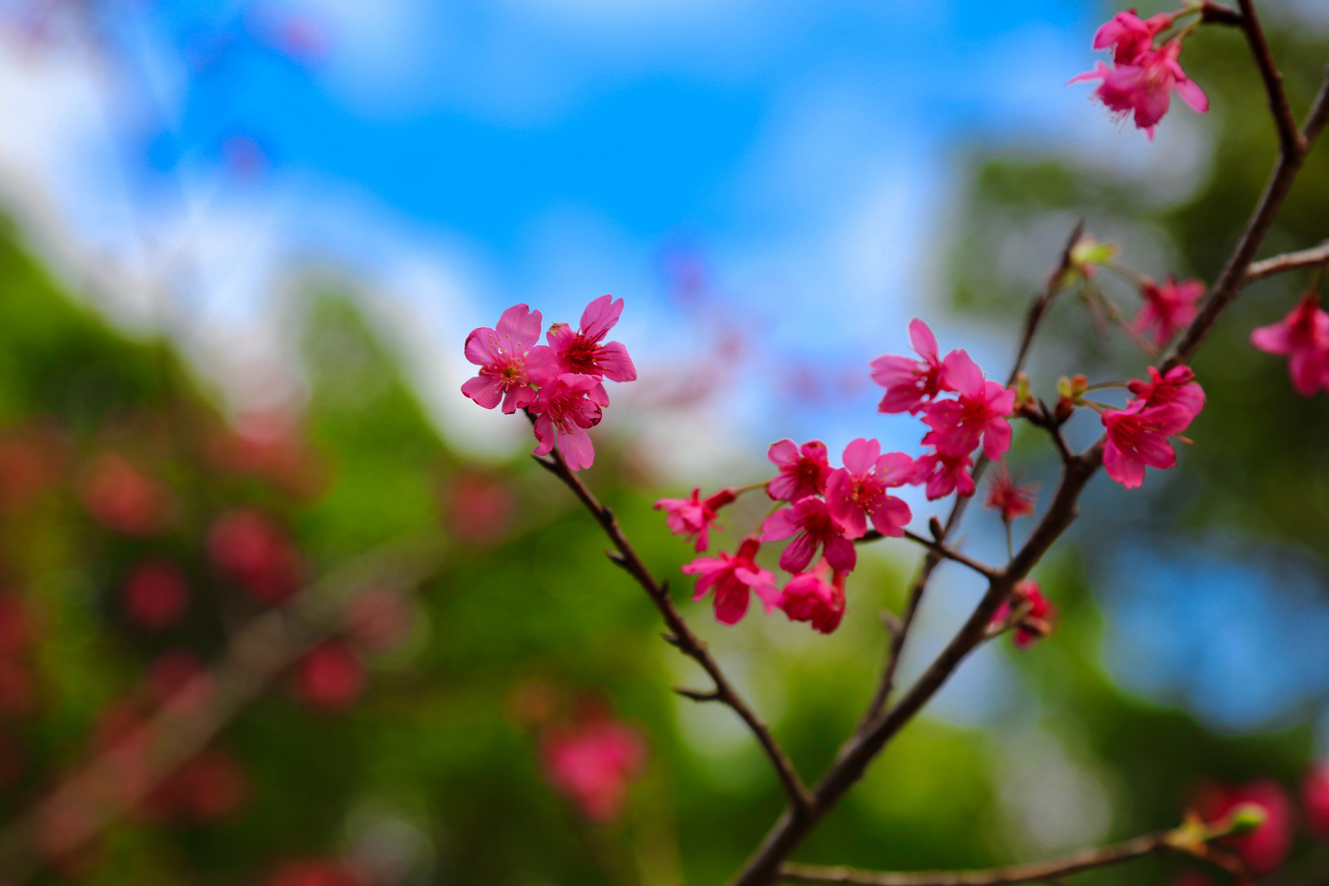 花卉世界封面圖