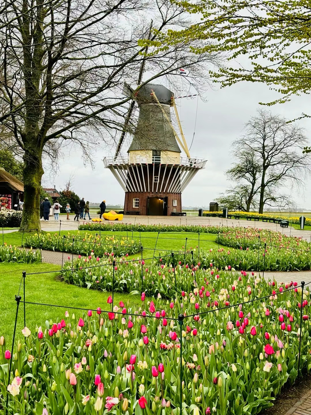 郁金香花園封面圖