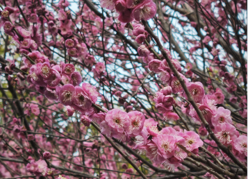 景點：梅花