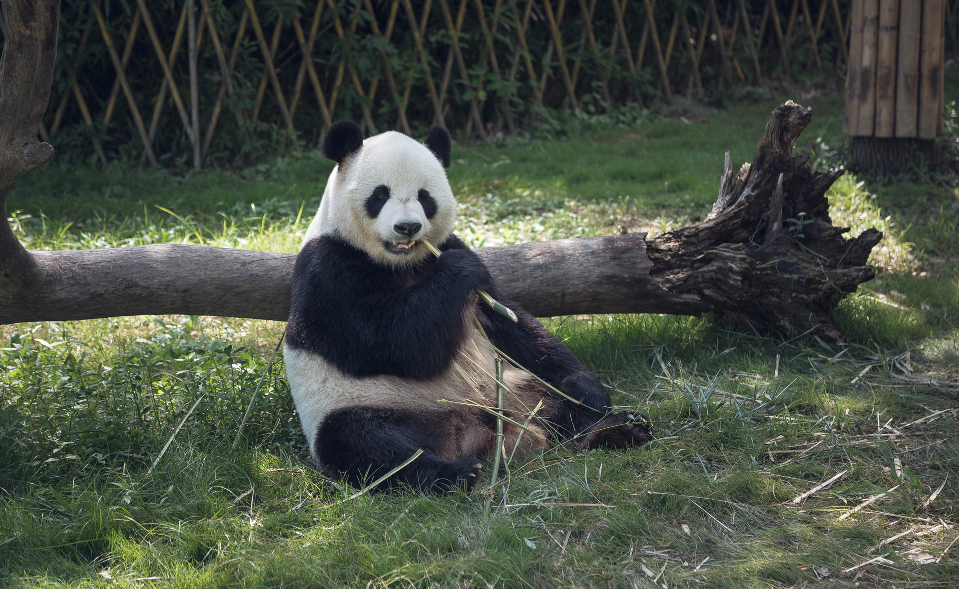 長(zhǎng)隆野生動(dòng)物園封面圖