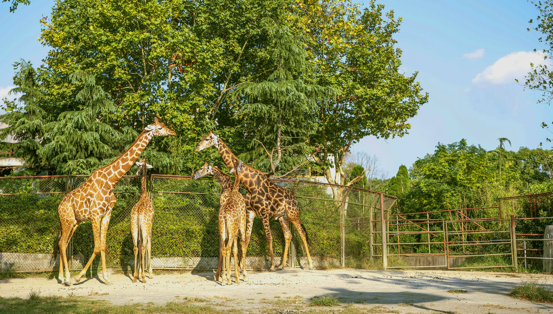 長(zhǎng)隆野生動(dòng)物園封面圖