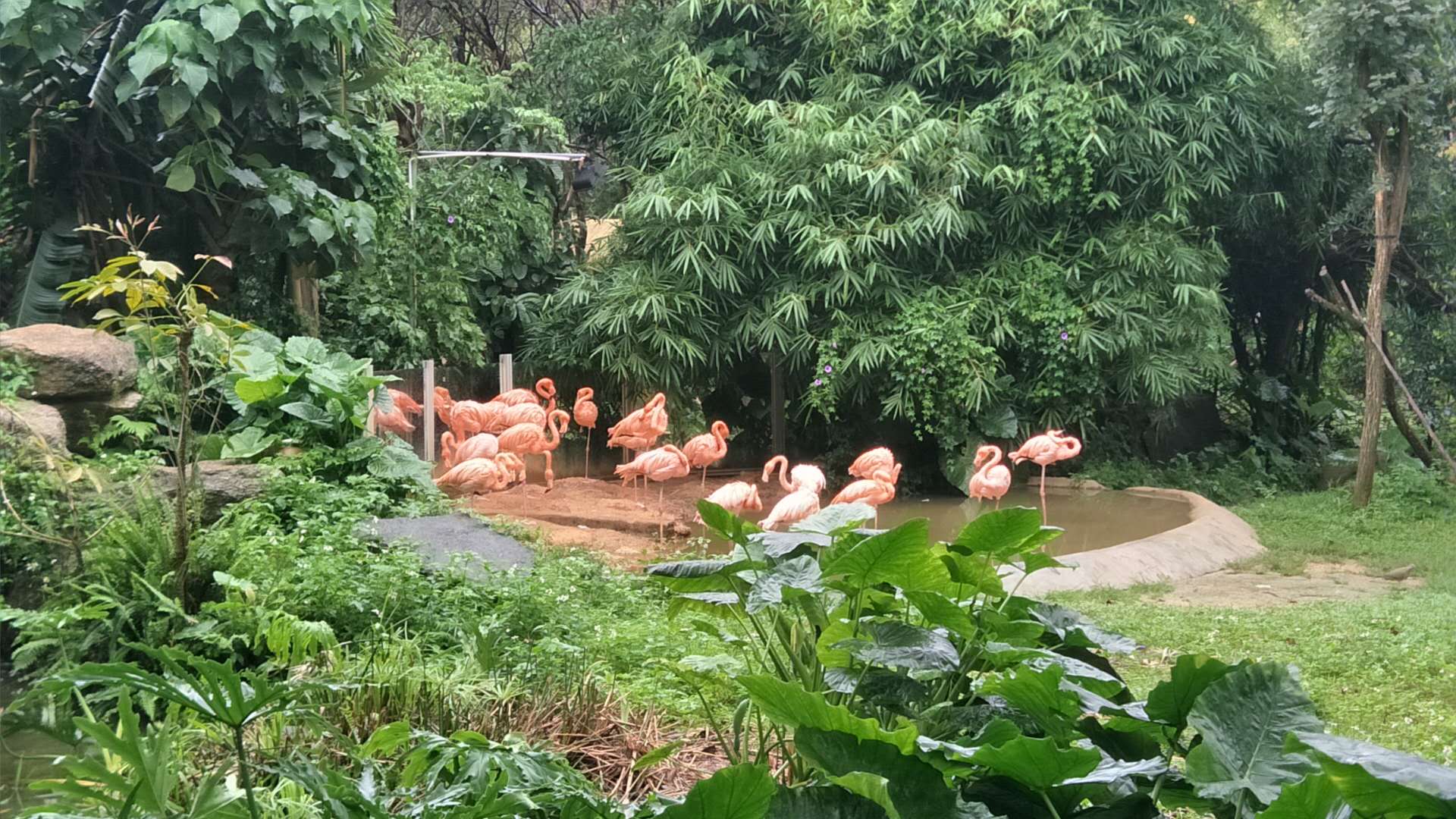 長(zhǎng)隆野生動(dòng)物園封面圖