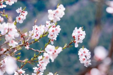 景點：桃花