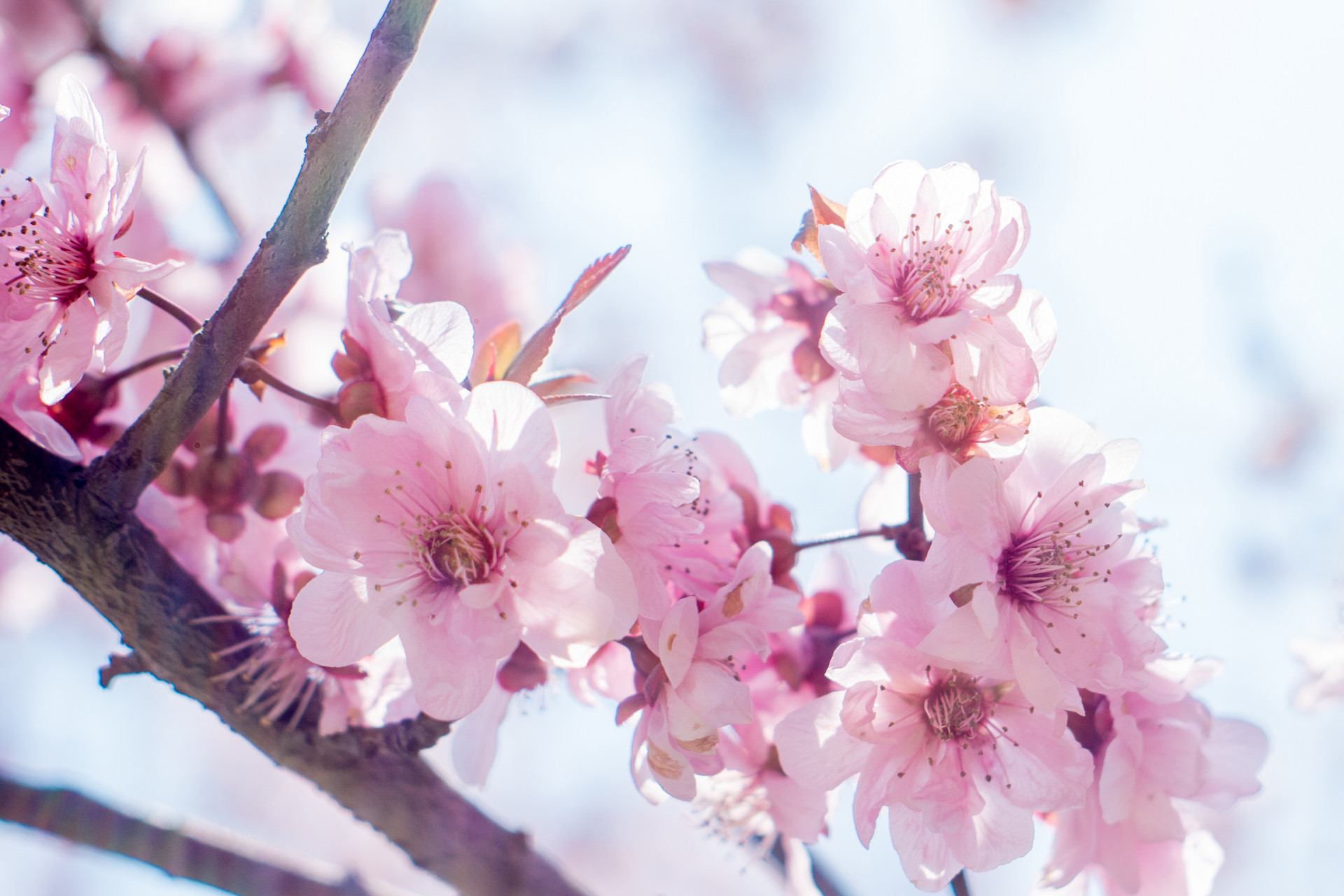 桃花圖1封面圖