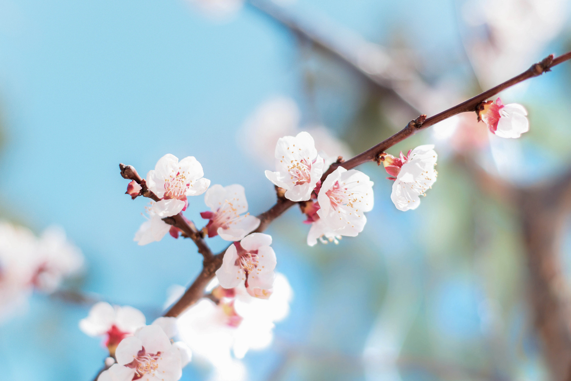 敦煌杏花封面圖