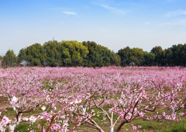 景點(diǎn)：賞桃花